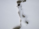Crevasse, Haines Alaska