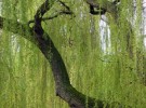 Spring Willow
