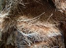 Palm Tree Fluff