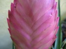 Bromélia