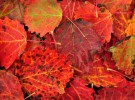 autumn lawn