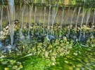 Mossy stones