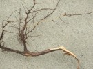 fallen branch