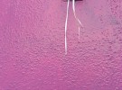 Pink Wall