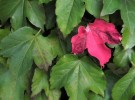 One Red Leaf