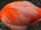 Flamingo feathers 