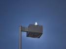 Gull on Lightpost