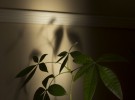 Morning Light on Money Tree