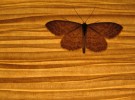 Moth