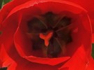 Inside tulip