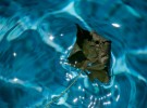 Leaf in the pool