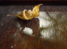 reflexion of a leaf