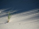 Provincetown Dunes