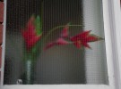 plant through window